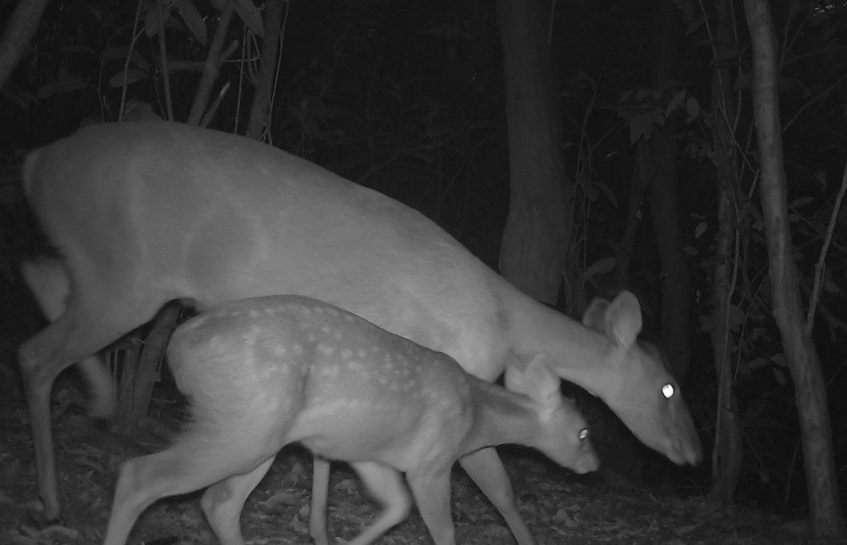 Cortesía Imagen nocturna captada con una cámara trampa en el Santuario de Flora y Fauna Los Colorados.