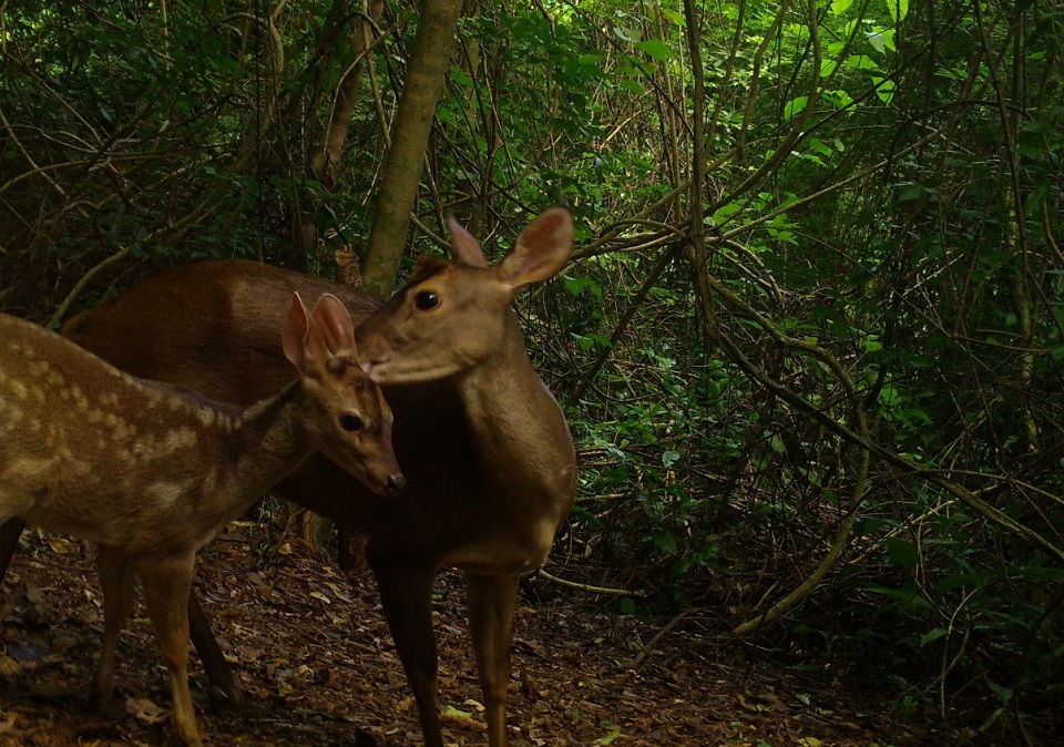 Cortesía Santuario de Flora y Fauna Los Colorados.