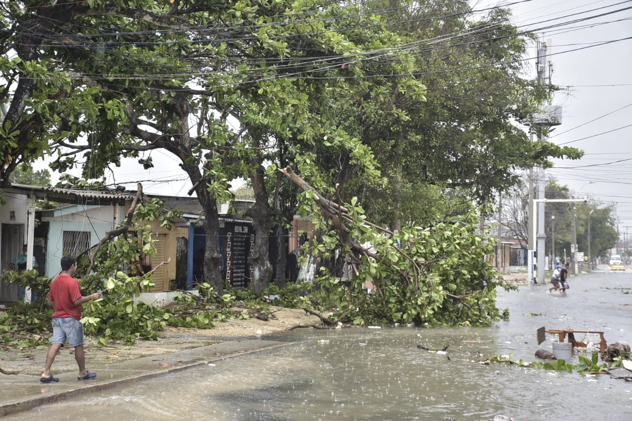 Árboles caídos por las fuertes lluvias