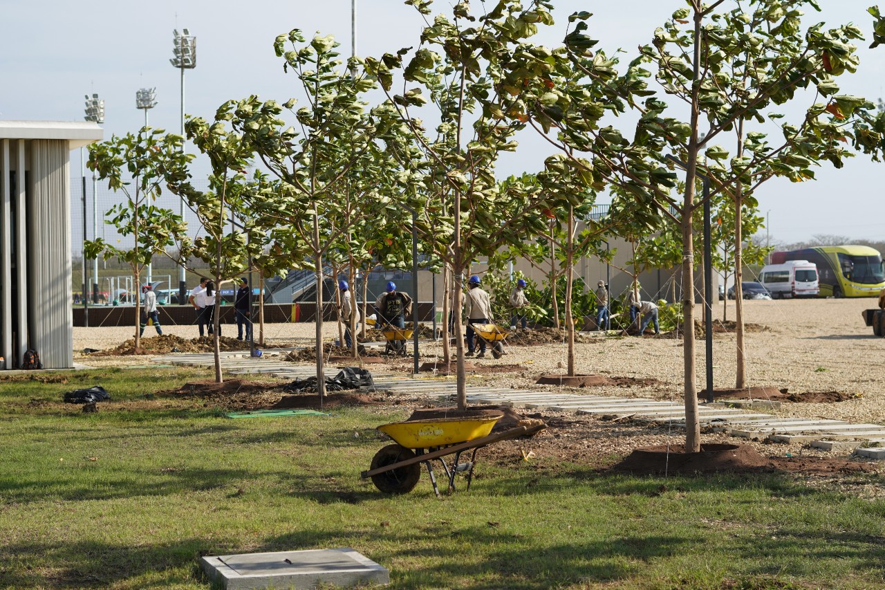 Algunos de los árboles sembrados. 