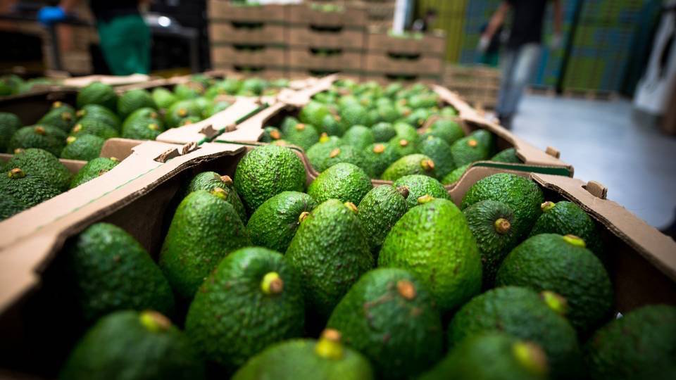 El de los aguacates, otro de los sectores afectados.