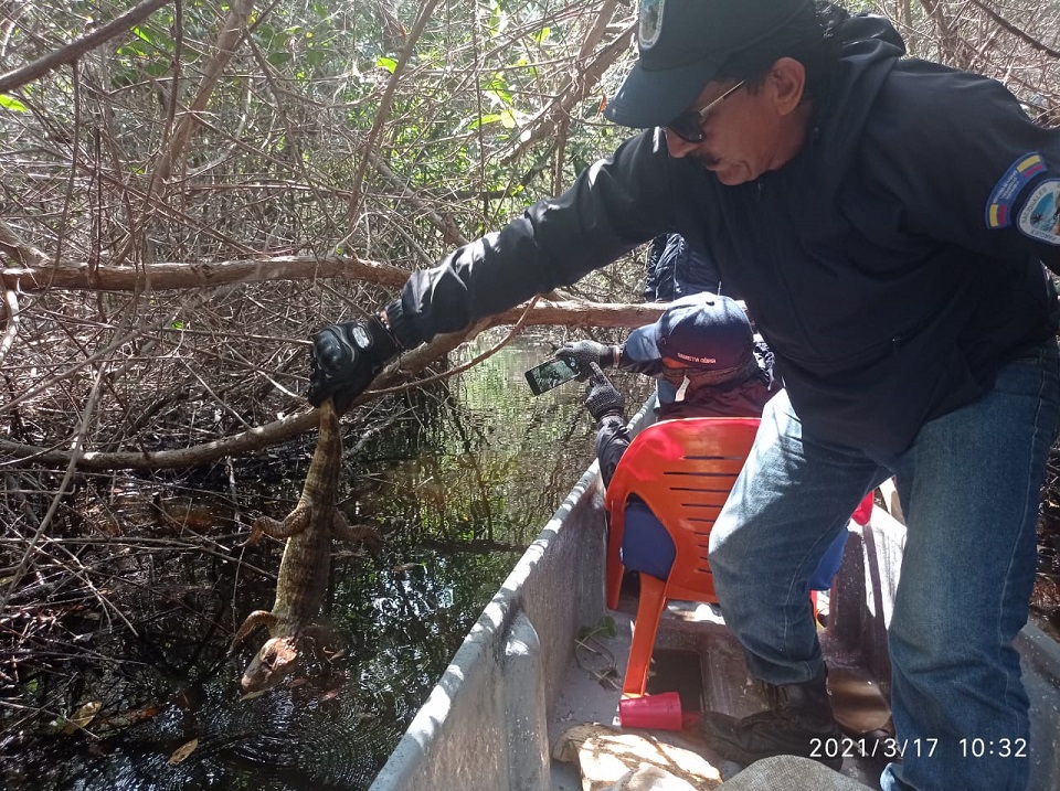 MinAmbiente Liberación de babillas rescatadas en la Ciénaga Grande