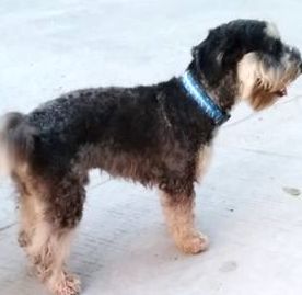 Mascota llamada 'Happy', extraviada por Las Colinas.