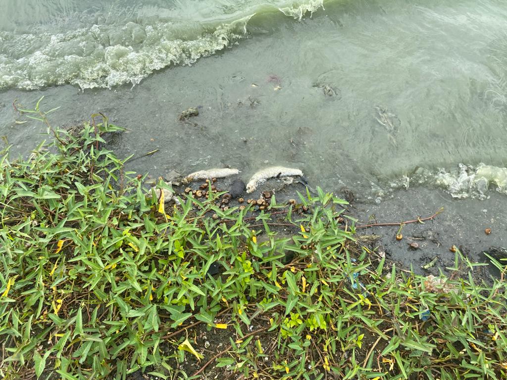 Mortandad de peces en ciénaga de Luruaco.
