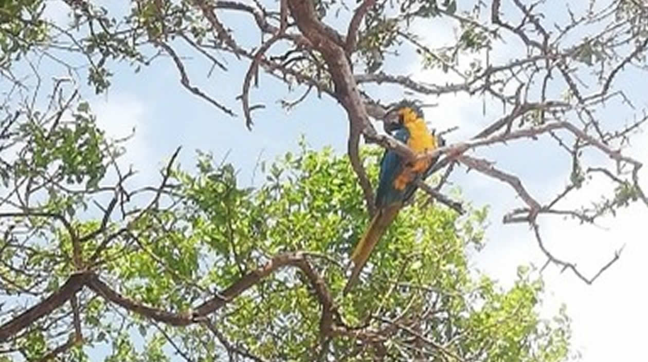 Una guacamaya