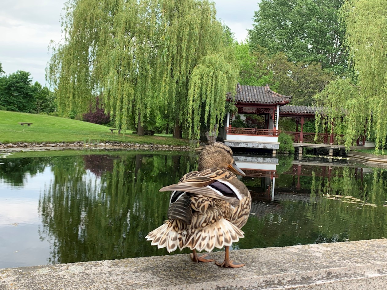 Hasta entornos balineses, chinos (en la imagen) y coreanos forman parte de Jardines del Mundo, que en Berlín invitan a viajar por diferentes culturas.