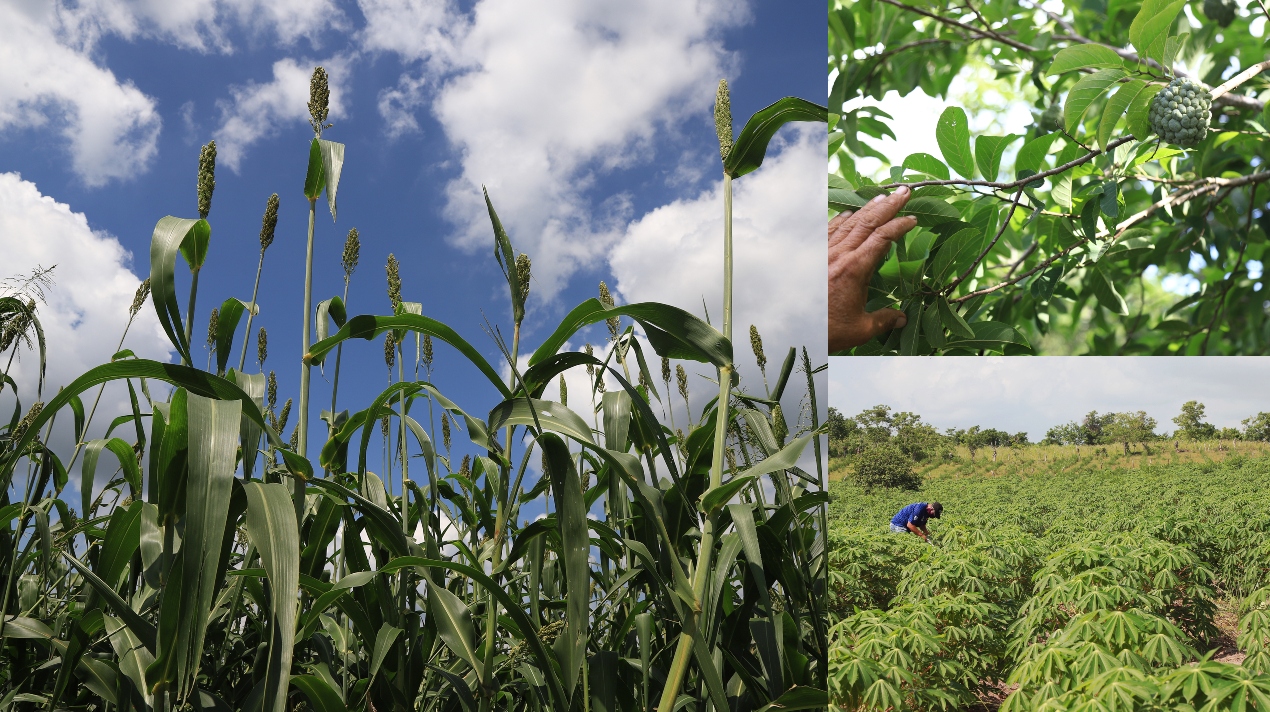 Nuevamente hay esperanza en el campo agrícola atlanticense.