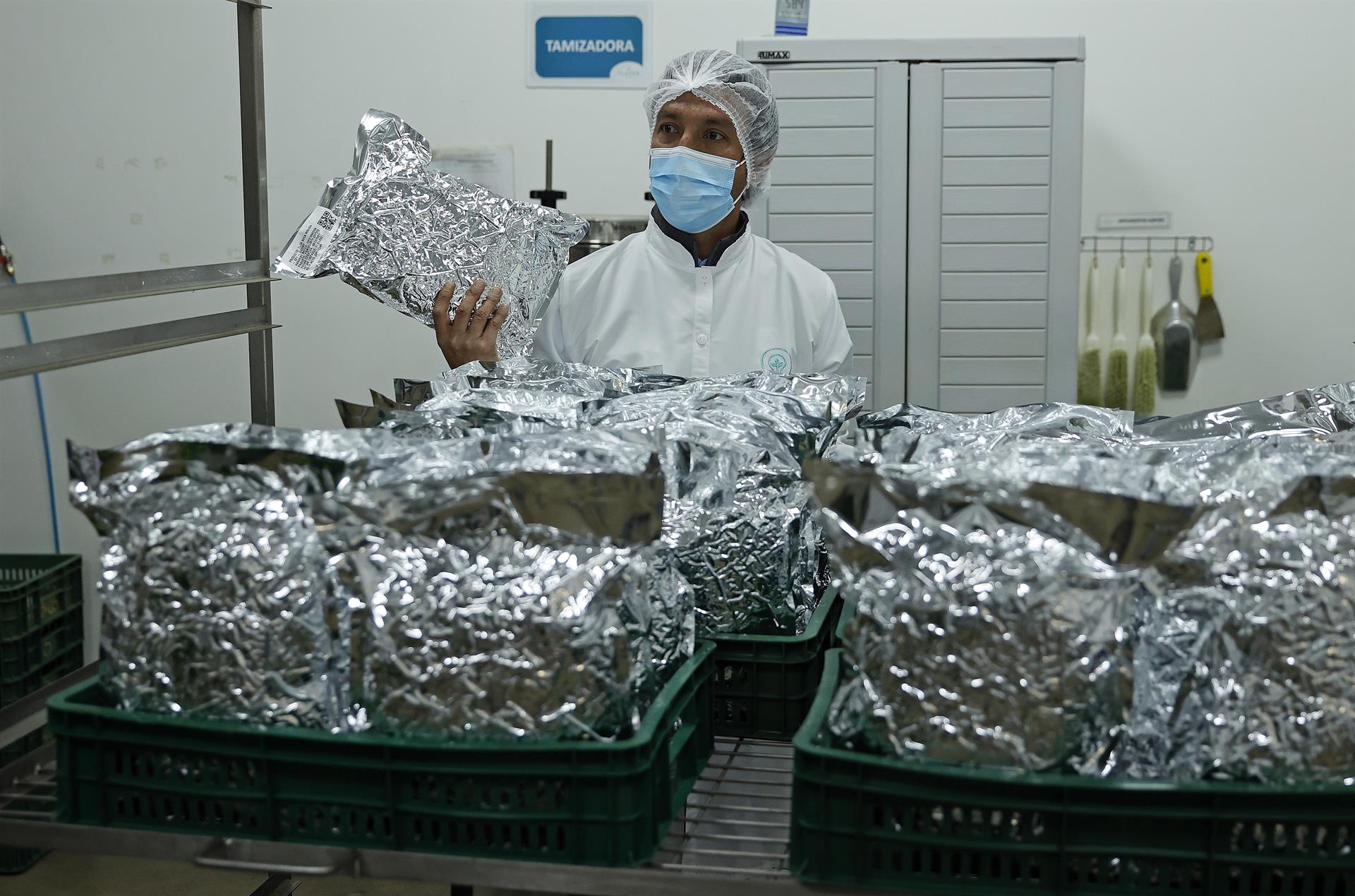 El director de asuntos corporativos y regulatorios de Clever Leaves, Julián Wilches, muestra bolsas de cannabis medicinal listas para su exportación.
