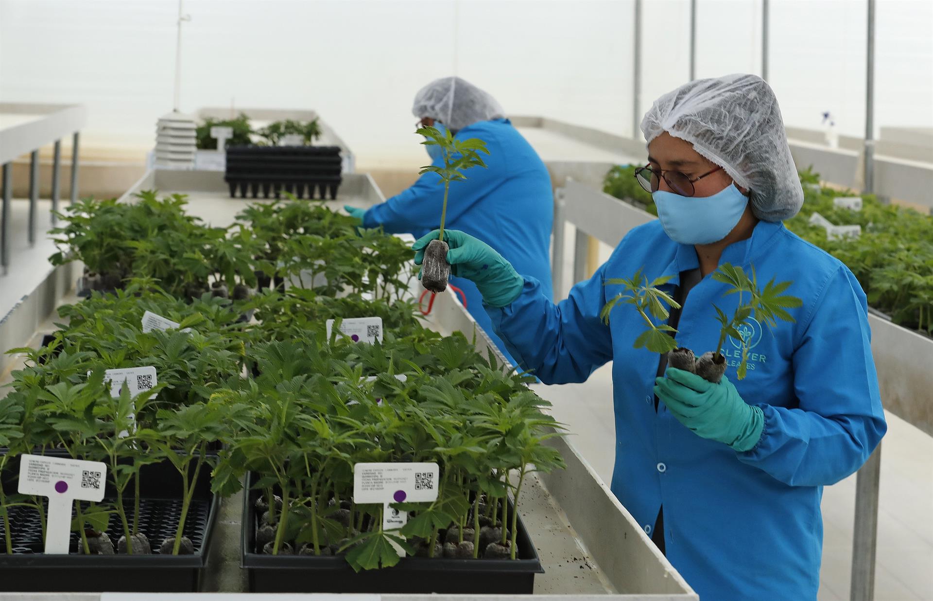  Una trabajadora cuida unos esquejes de cannabis en el vivero.