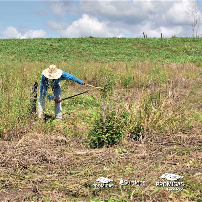 En labores agricolas.