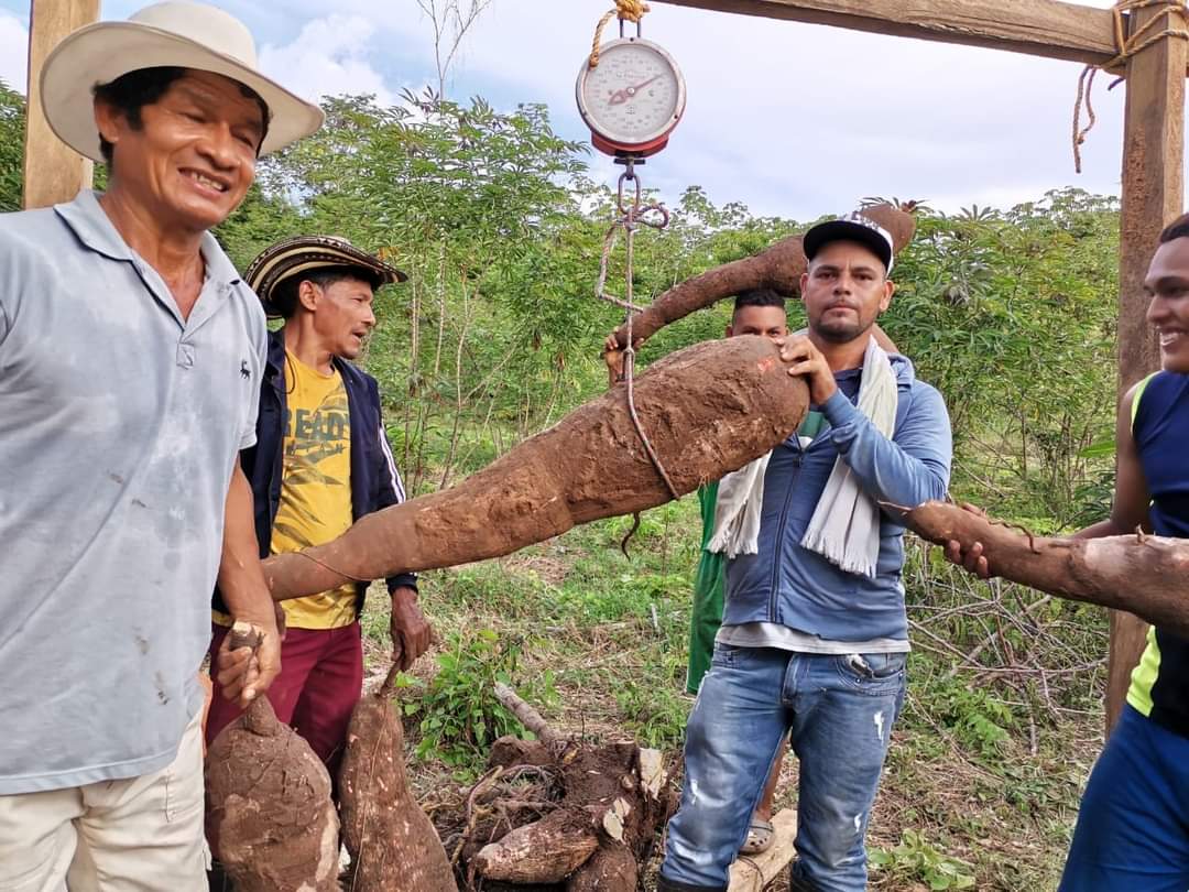 En total fueron más de 112 libras por la yuca de tamaño gigante en tierras cordobesas.