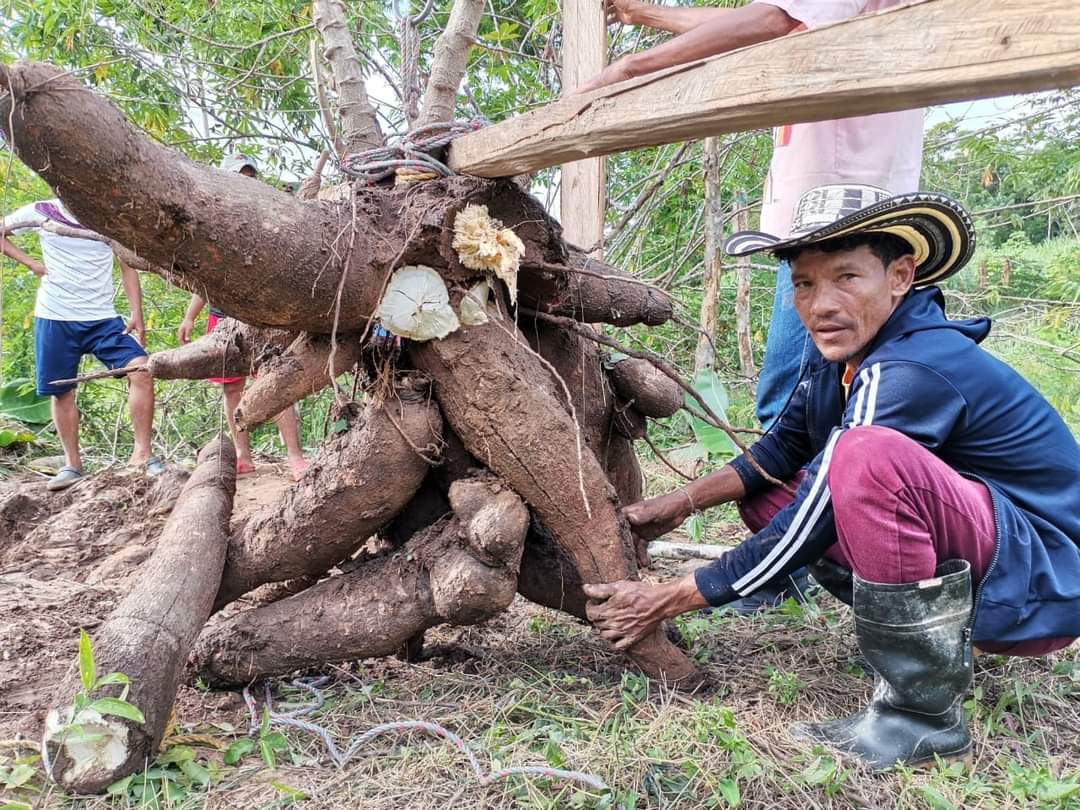 Agricultor Arcelio Álvarez, con la yuca de 56 kilos.