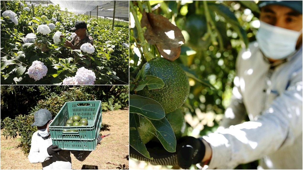 Lo que empezó con un pequeño cultivo en la finca de una familia colombiana, que se estableció en el municipio de Marinilla con la aspiración de emprender, terminó convertido en una agroempresa que hoy exporta aguacate hass y hortensias a Estados Unidos y varios países de Europa. 