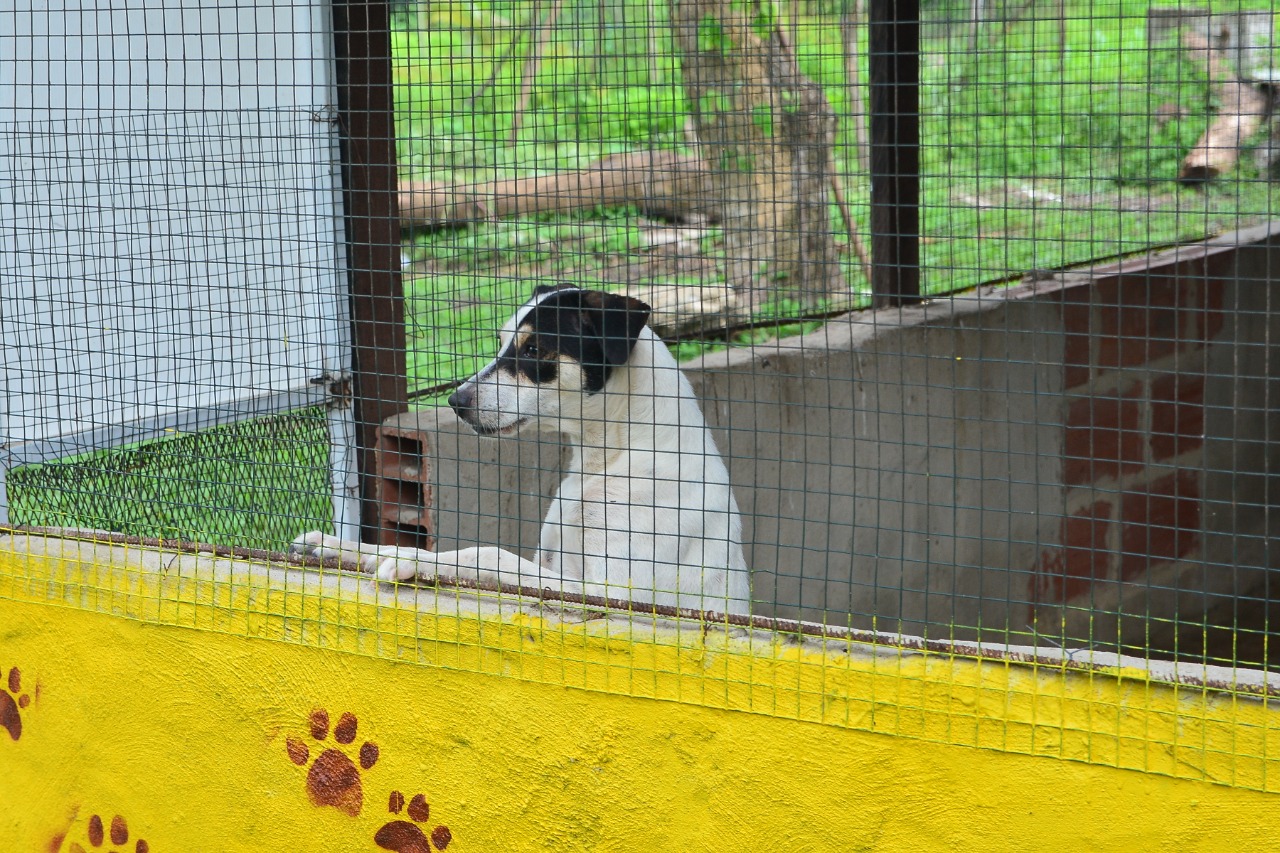 Las mascotas son bienvenidas a Casita Amarylla.