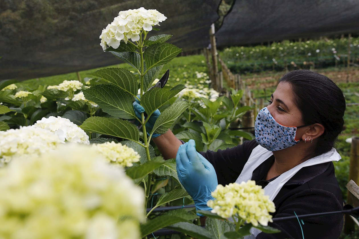 Juliana Quintero, propietaria junto a su esposo de la agroempresa Alizz Flowers, trabaja en uno de sus cultivos de hortensias,