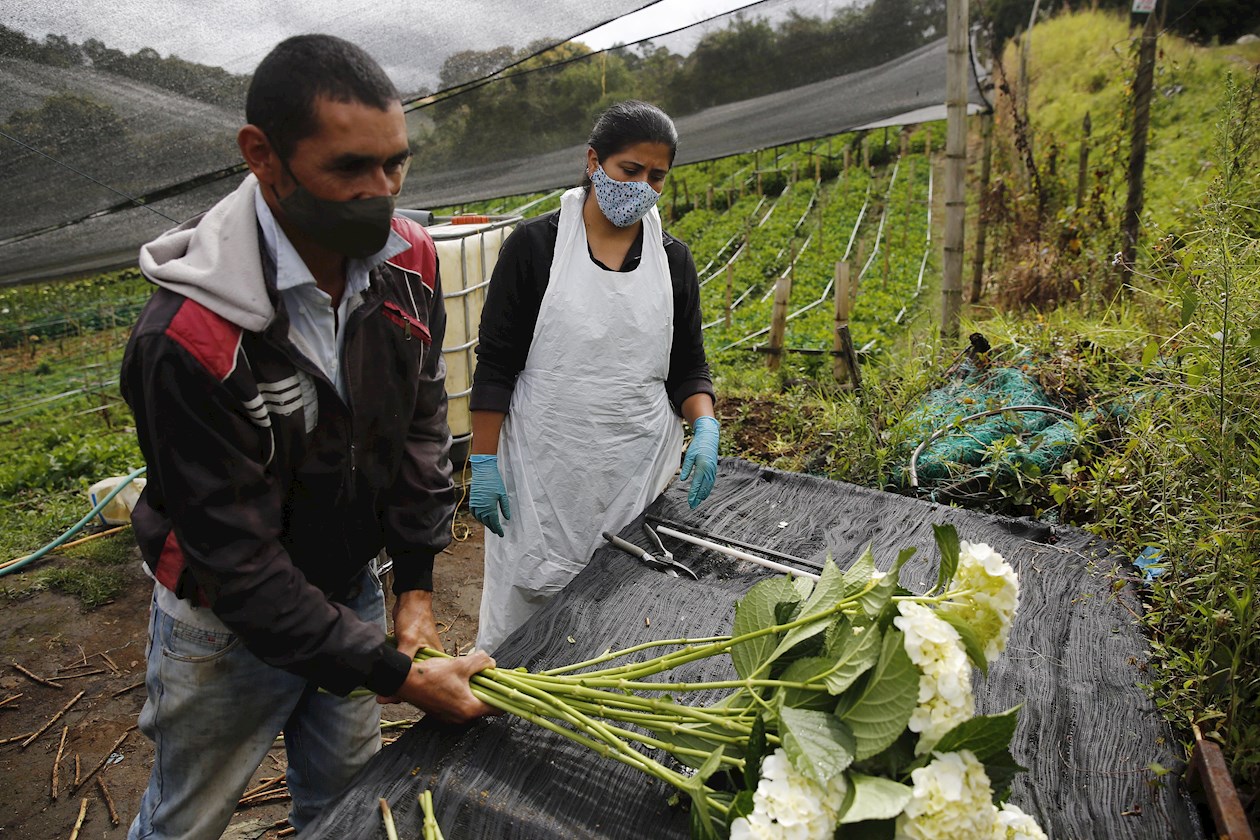 Carlos Castañeda y su esposa Juliana Quintero, propietarios de la agroempresa Alizz Flowers.