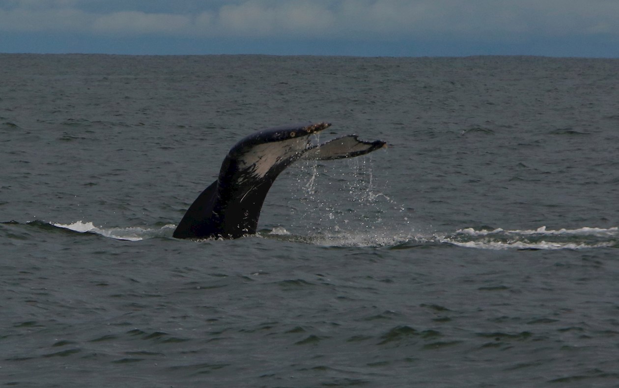 Detalle de la cola de una ballena jorobada o yubarta (Megaptera novaeangliae), en aguas del parque Bahía Málaga de Buenaventura (Colombia). 