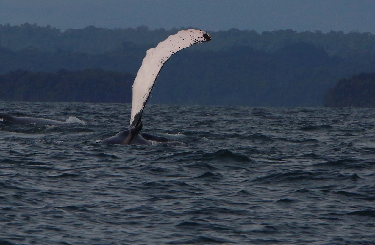 Las ballenas llegan hasta las cálidas aguas para aparearse y dar a luz a sus crías.