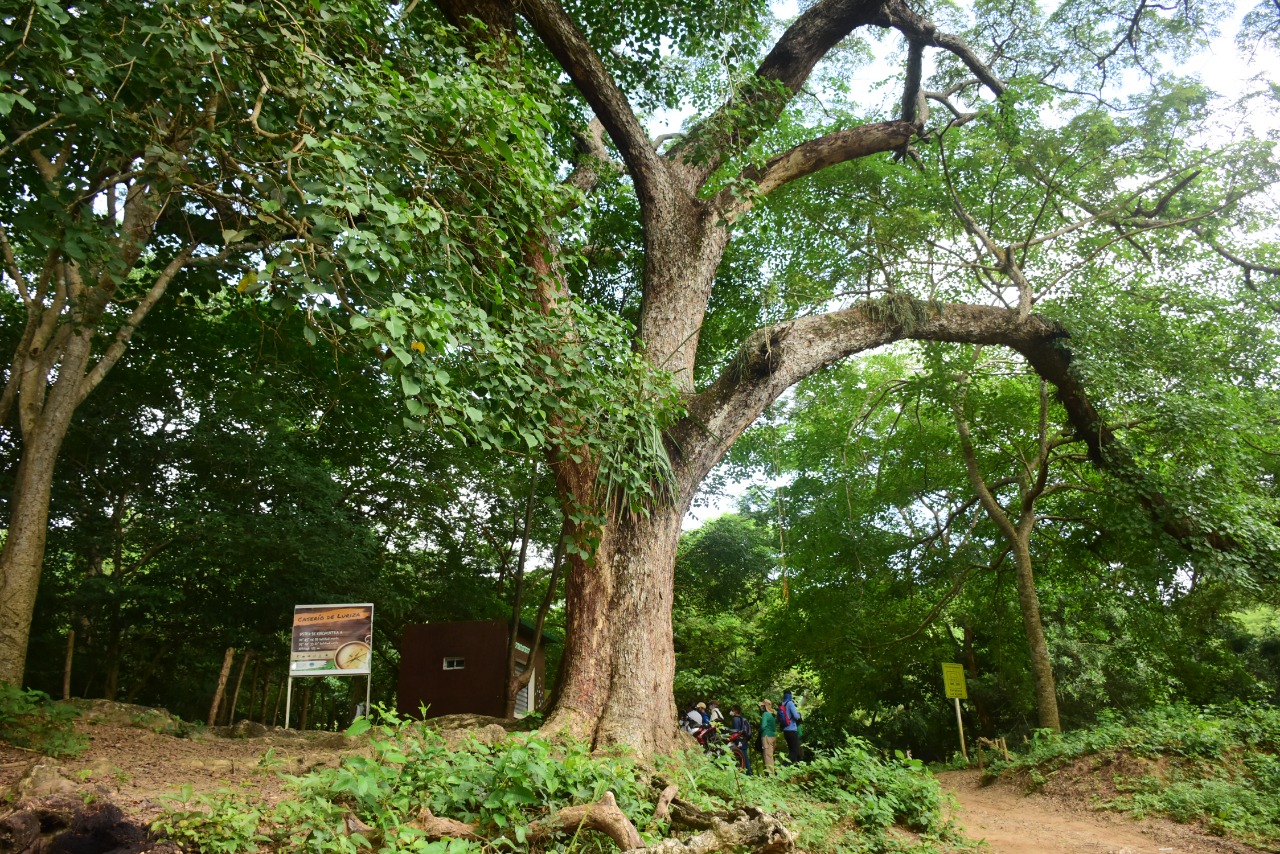 La reserva Luriza en Usiacurí