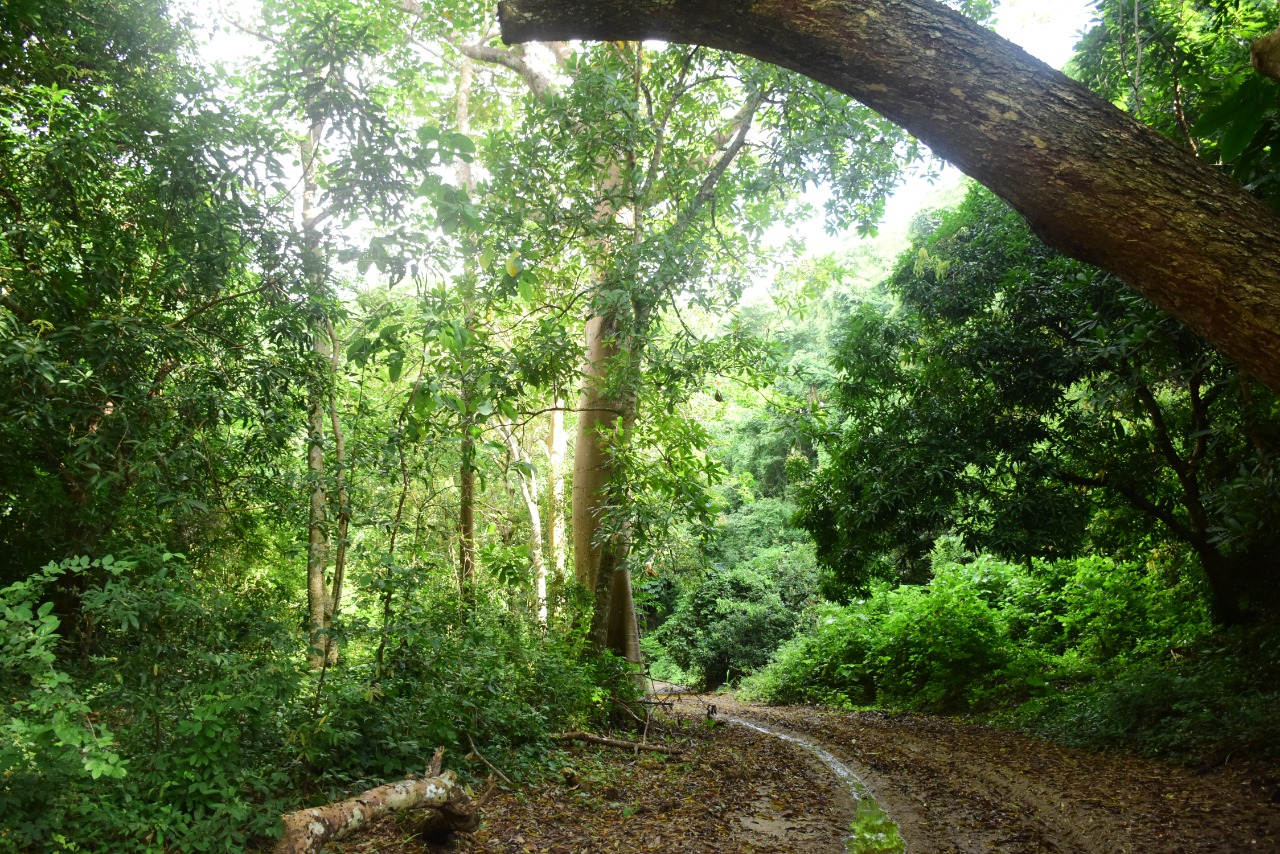 La reserva Luriza en Usiacurí