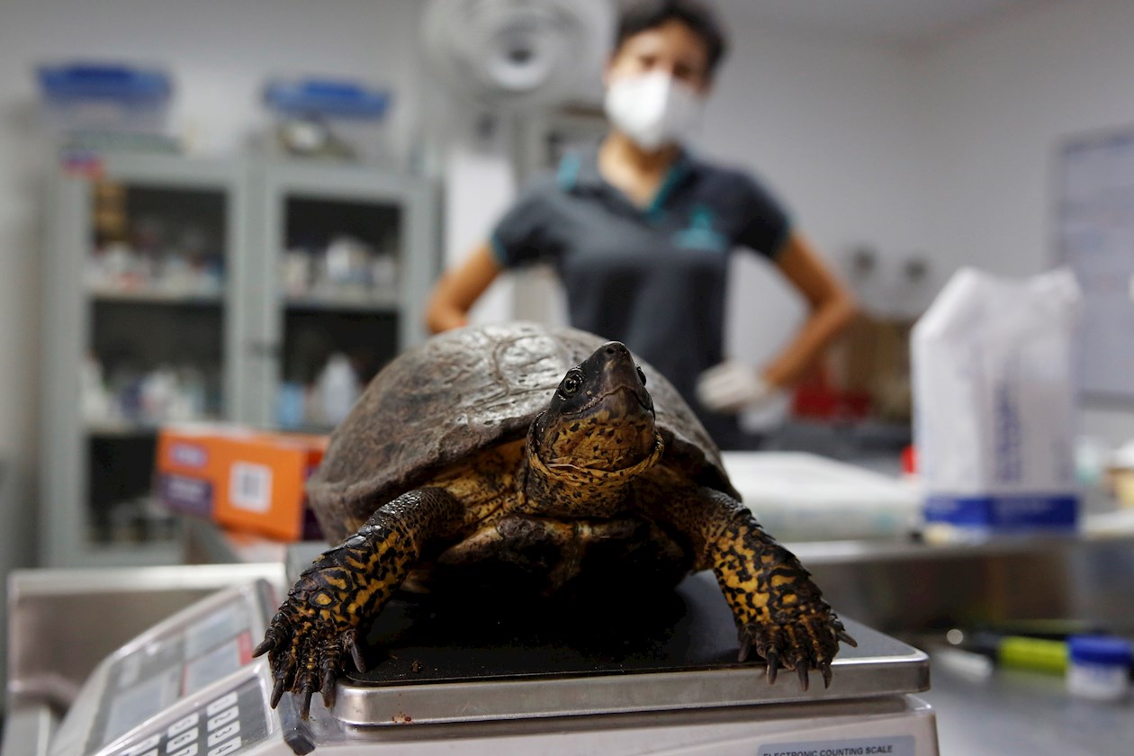 Una tortuga palmera (Rhinoclemmys melanosterna) es examinada en el Parque de la Conservación, en Medellín.