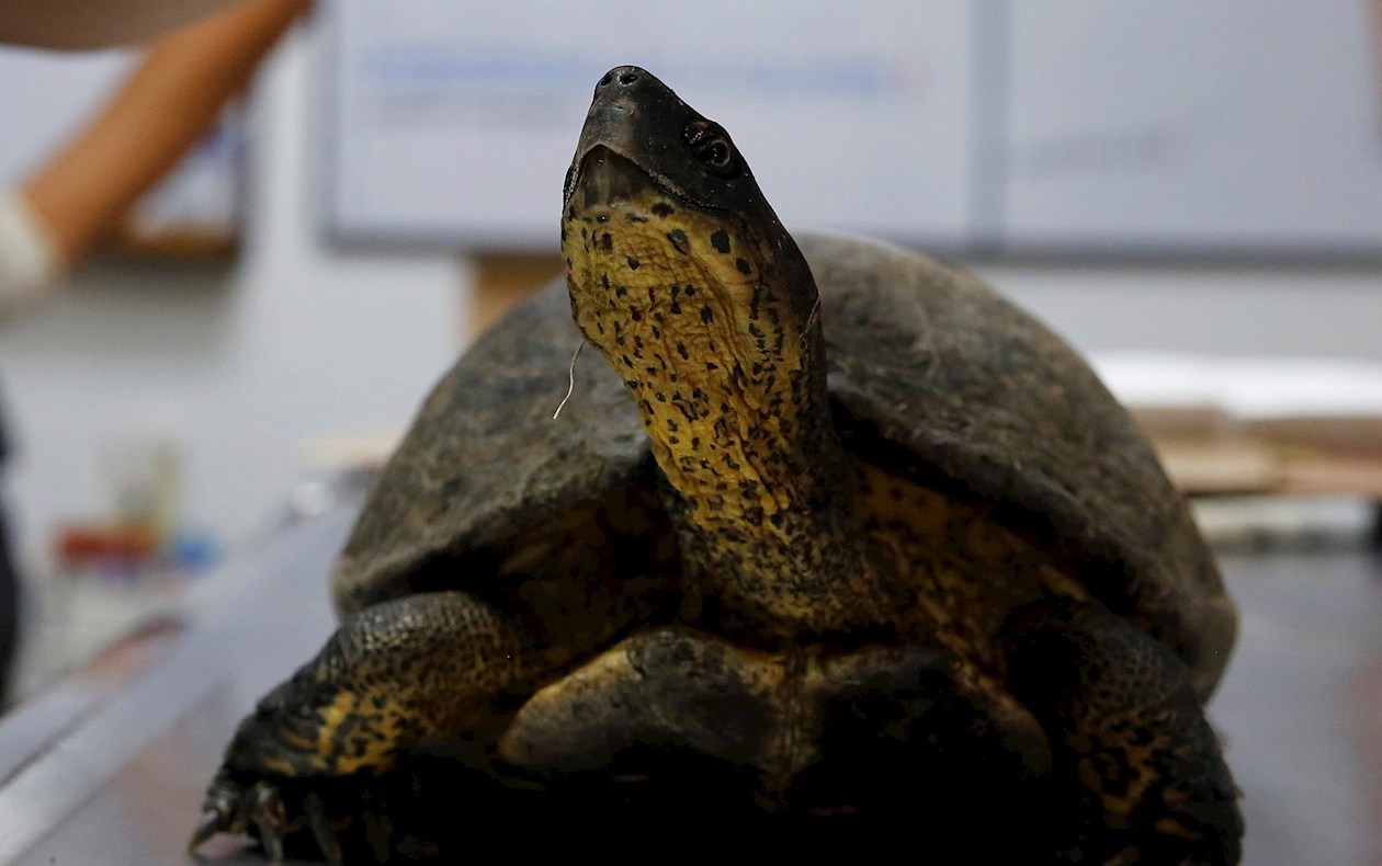 Las tortugas fueron rescatadas del tráfico ilegal, entregadas o nacidas en cautiverio.