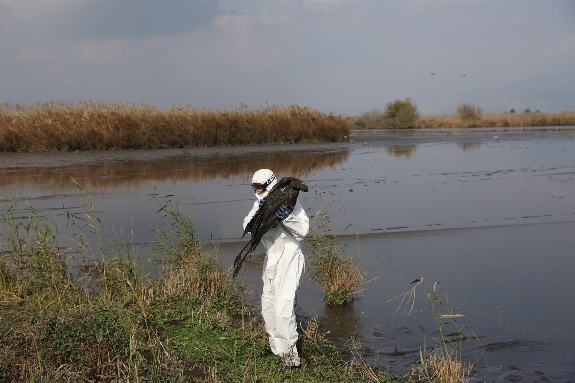 Muerte de grullas por gripe aviar en reserva natural de Israel.