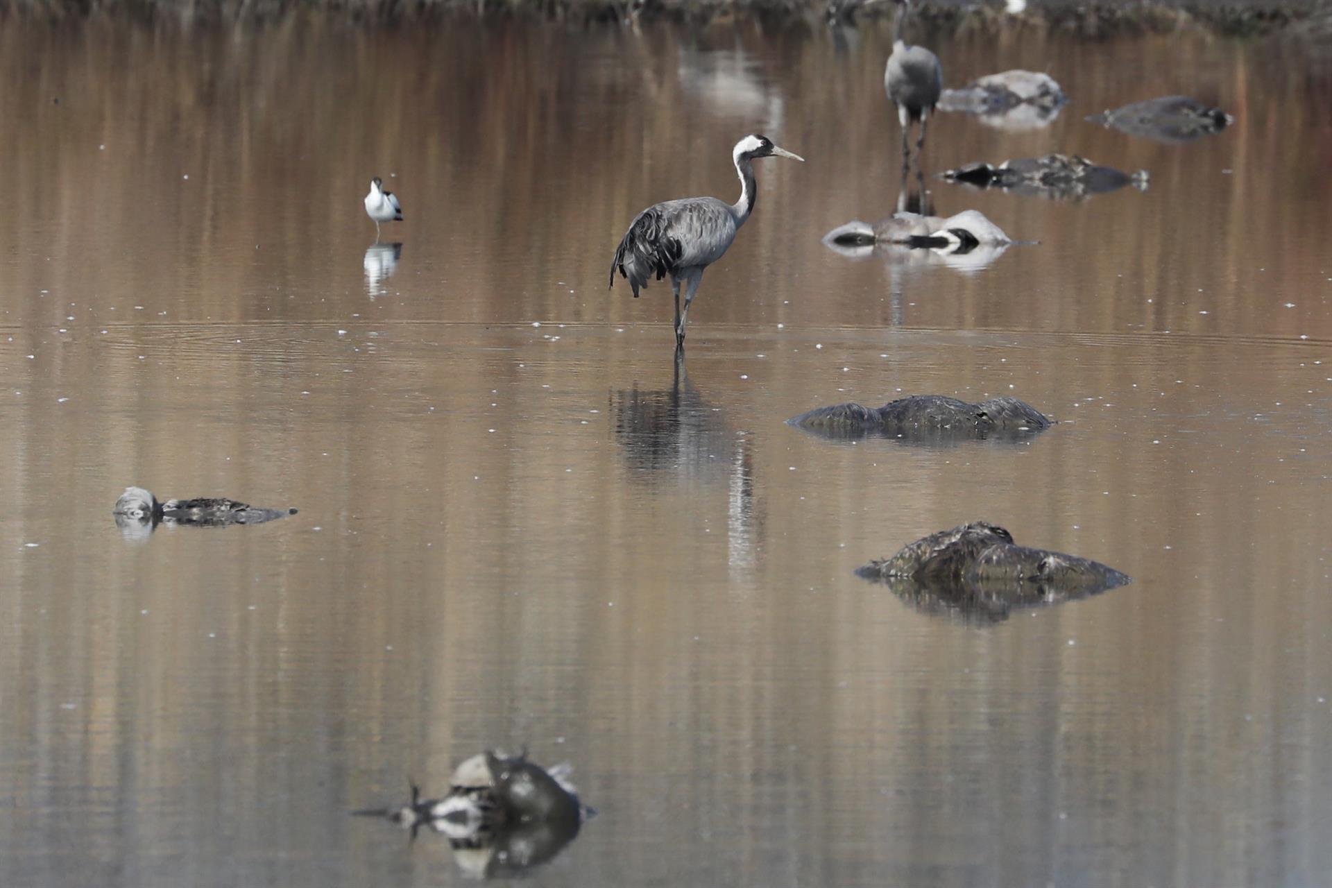 Muerte de grullas por gripe aviar en reserva natural de Israel.
