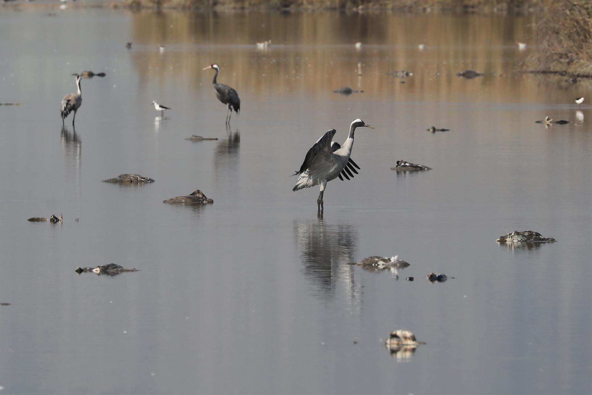 Muerte de grullas por gripe aviar en reserva natural de Israel.