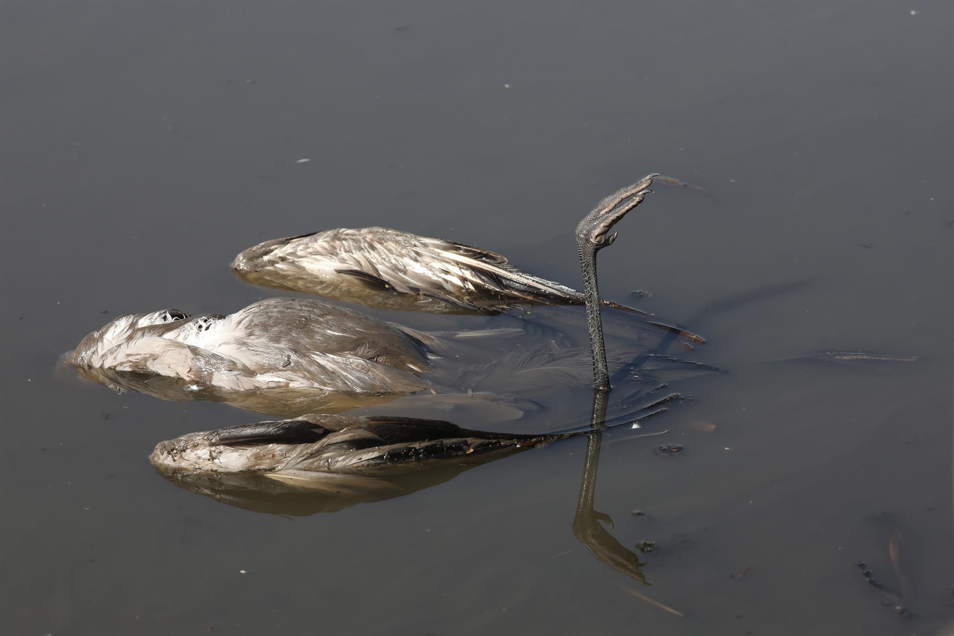 Muerte de grullas por gripe aviar en reserva natural de Israel.