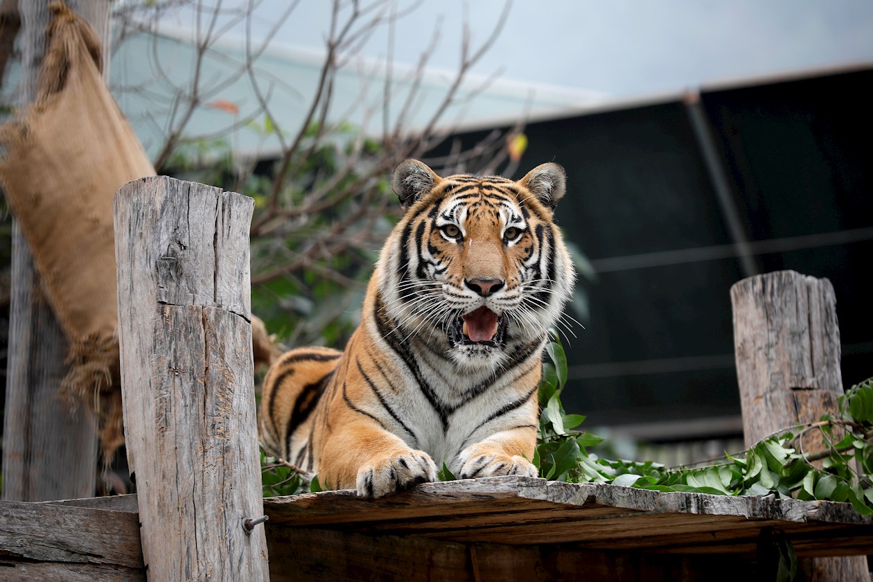 Un tigre descansa en el Centro de Rescate de Animales Salvajes de Hanói, Vietnam. 