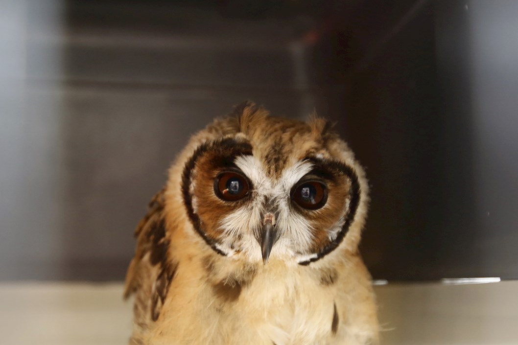 Búho rayado (asio clamator) antes de una tomografía axial computarizada hoy, en el Centro de Veterinaria y Zootecnia de la Universidad CES en Medellín (Colombia). 