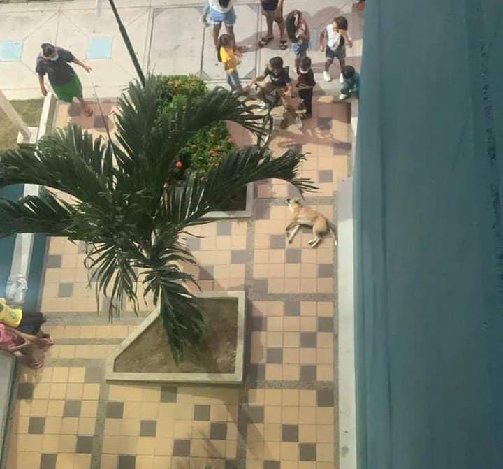 @BonfanteMaria Lanzó un perro desde un sexto piso tras derrota de Colombia
