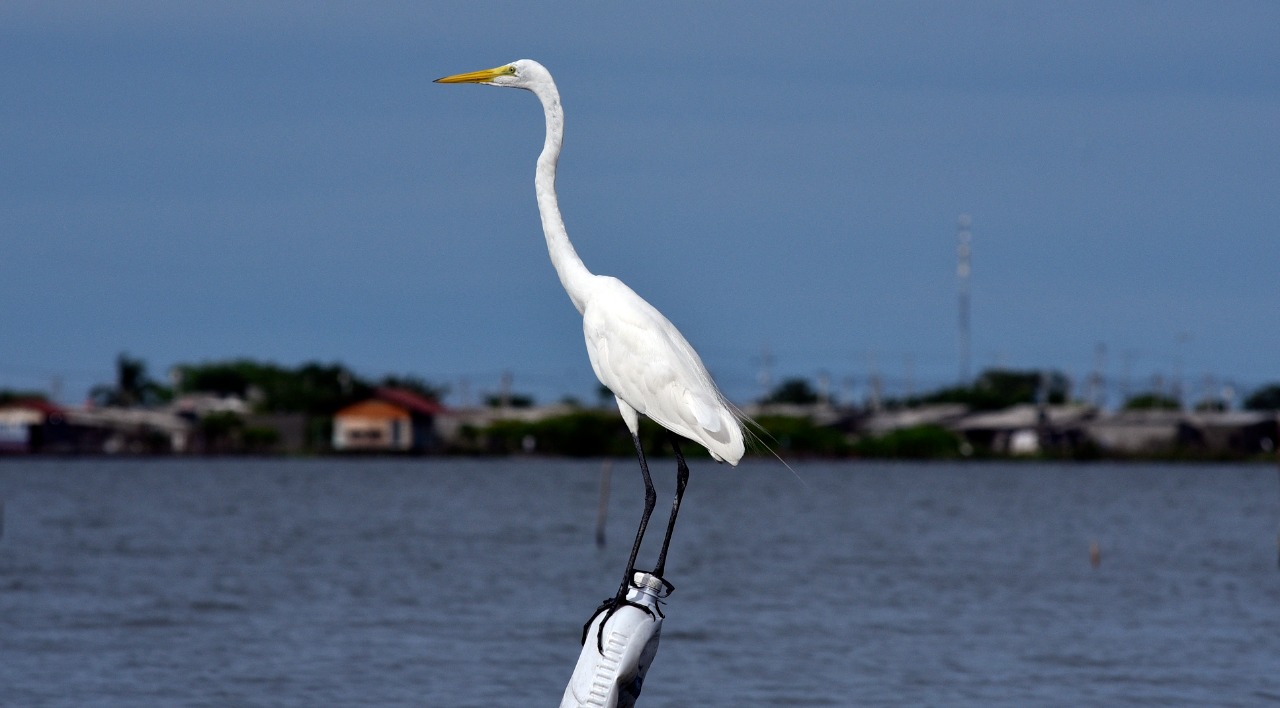 La garza real en la inmensidad de la Ciénaga Santa Marta.