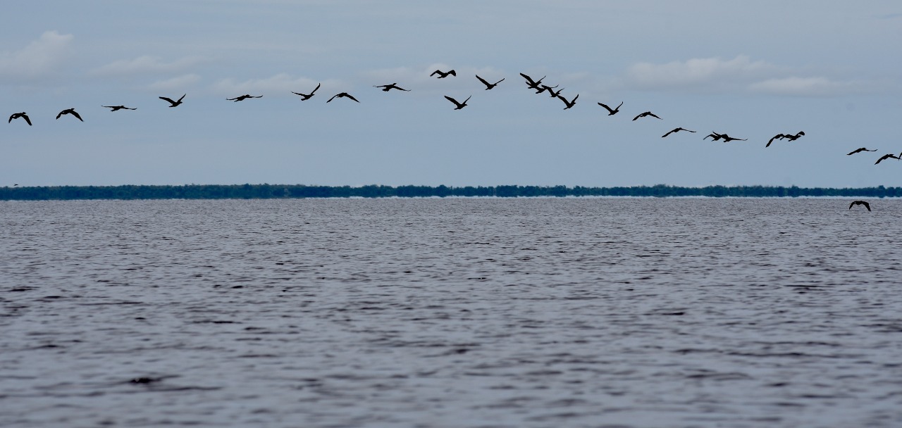 La fauna en la Ciénaga Grande de Santa Marta en todo su esplendor