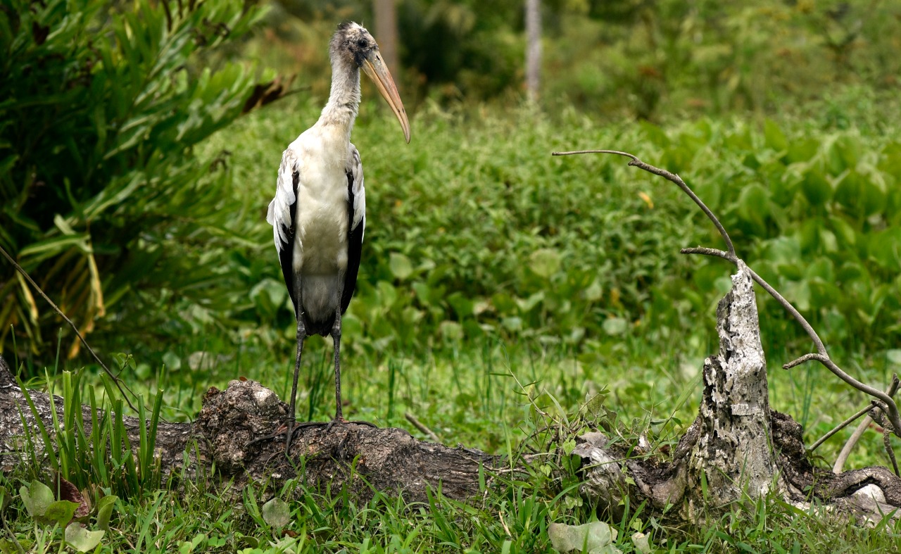 Un pájaro yace sobre un terreno baldío