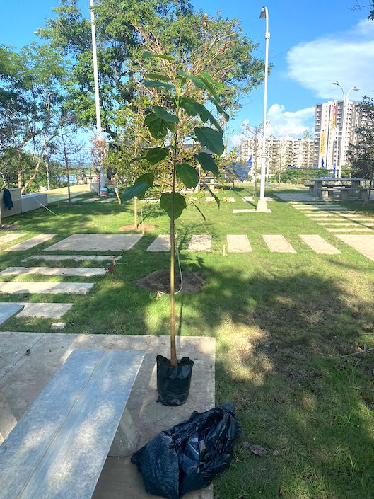 El árbol de Macondo en el Parque Realismo Mágico.