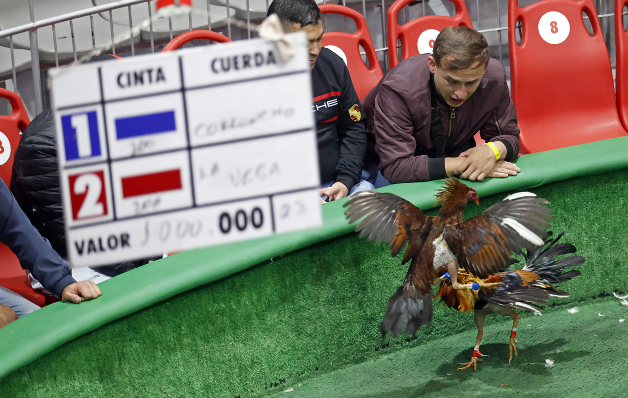 Pelea de gallos en Bogotá.