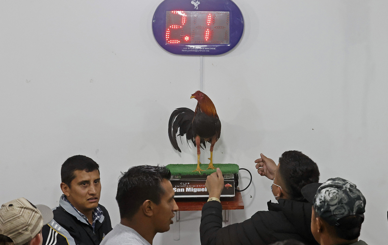 Pelea de gallos en Bogotá.