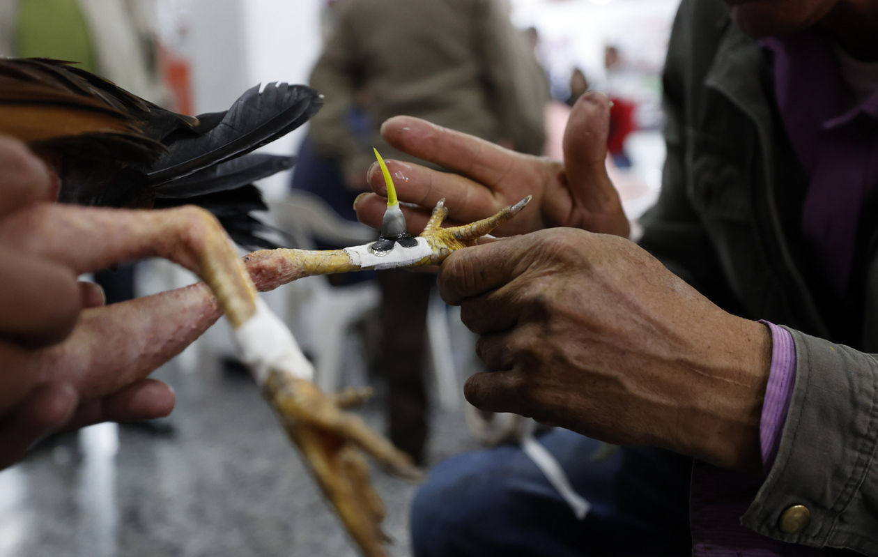 Pelea de gallos en Bogotá.