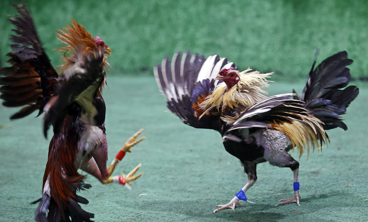 Pelea de gallos en Bogotá.