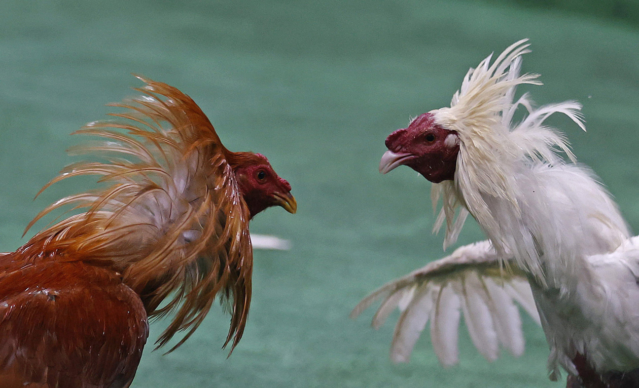 Pelea de gallos en Bogotá.