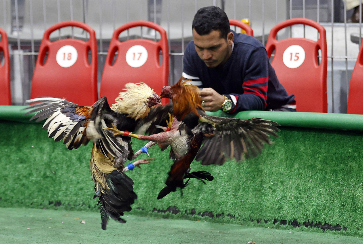 Pelea de gallos en Bogotá.