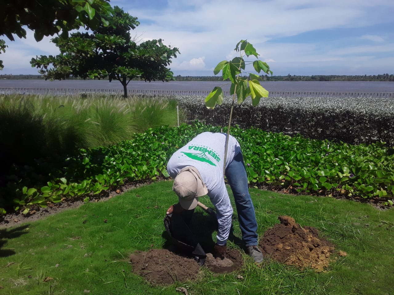 Uno de los cinco árboles de Macondo sembrados frente al río Magdalena.