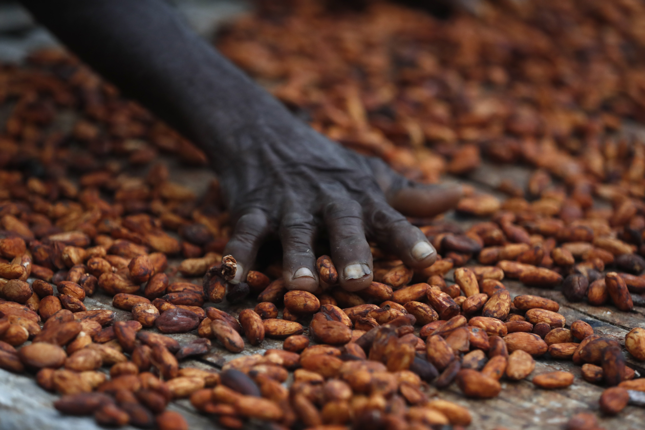 Cultivo de cacao.