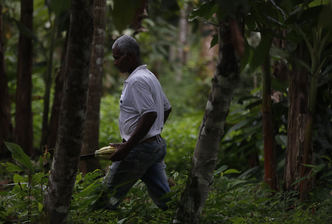 Cultivo de cacao.