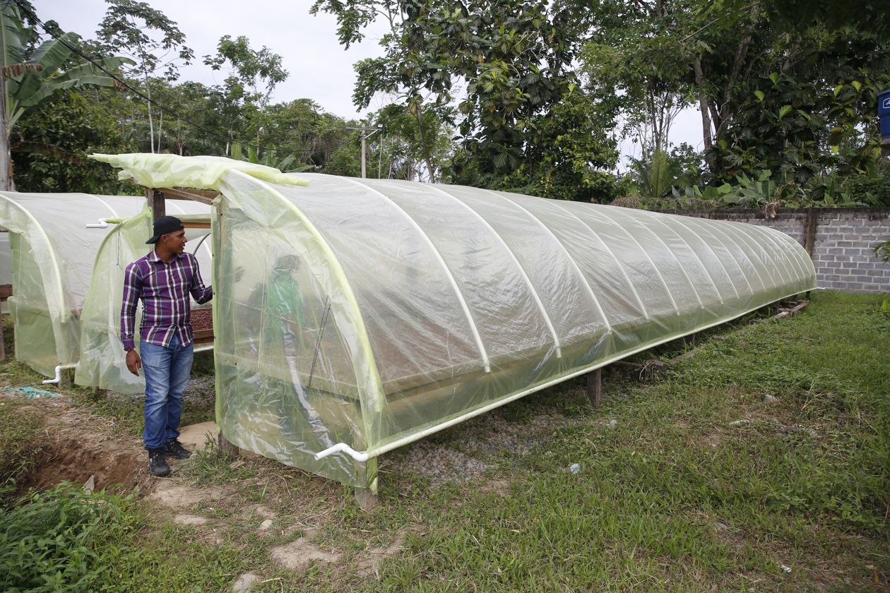 Cultivo de cacao.