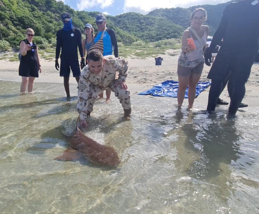 Tiburón liberado por las autoridades.