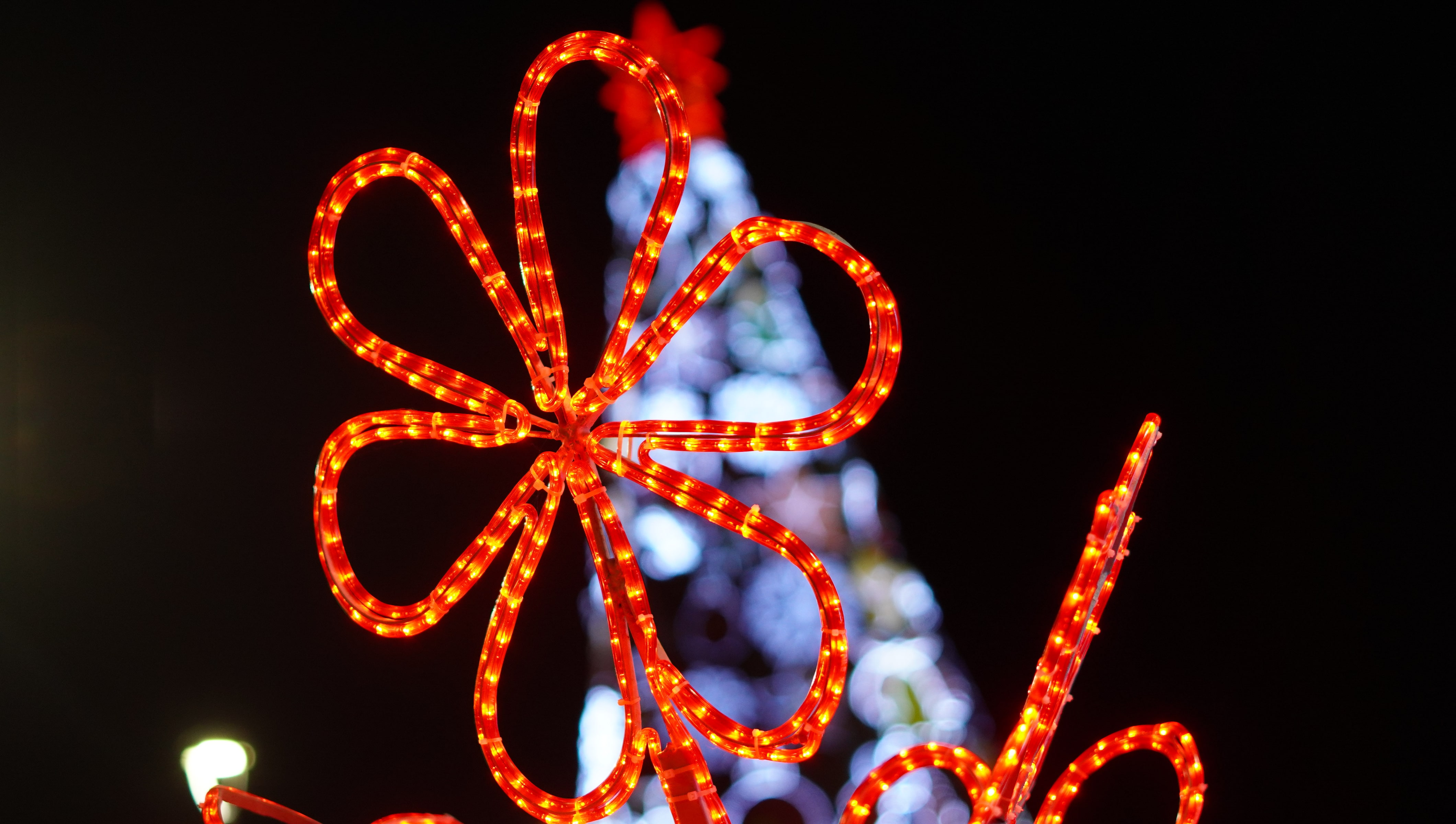 Alumbrado navideño en el Gran Malecón del Río.