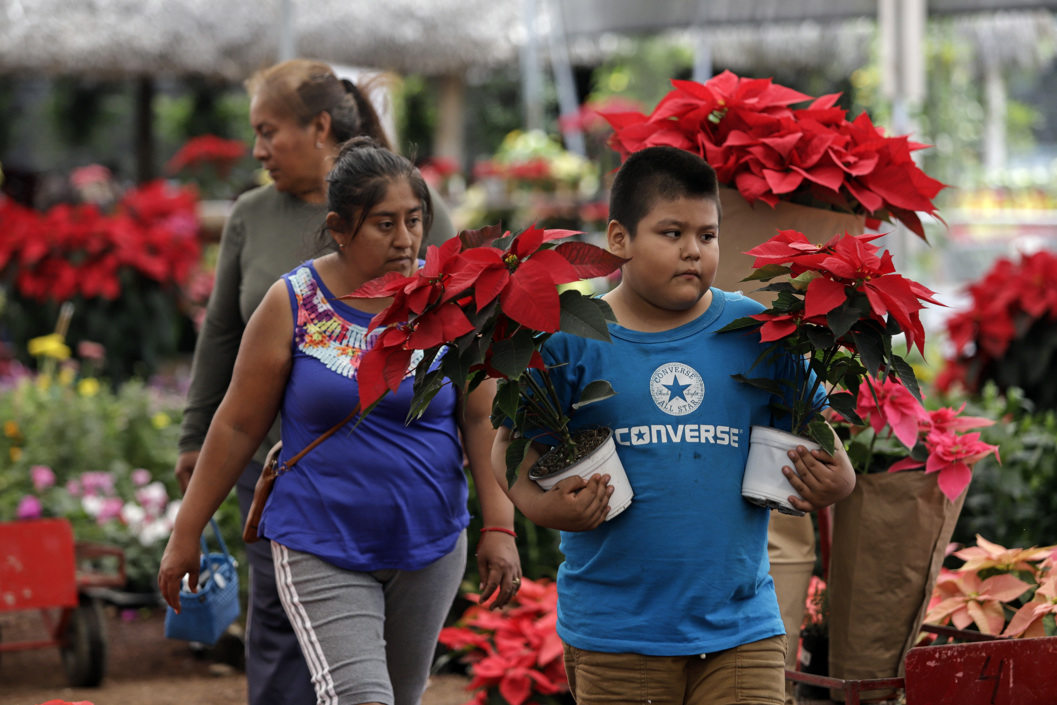 Flores de Nochebuena.